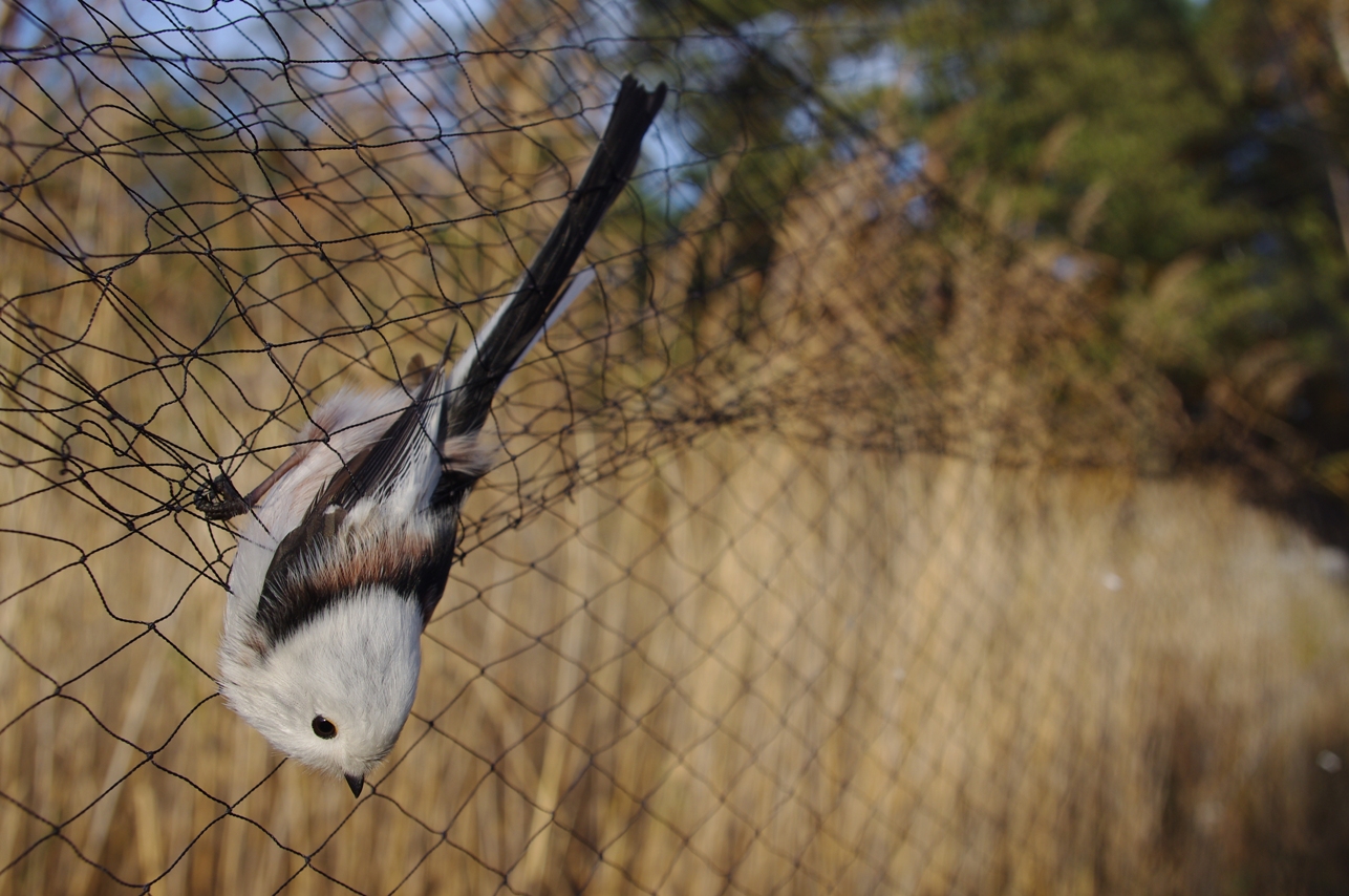 akcja-ba-tycka-aktualno-ci